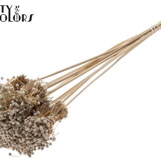 QC Mini Knoopsbloemen Boeketje op stok | Kleur: Naturelle Wit | Mini Button Bijsteker | Lengte ± 50 centimeter | 10 bijstekers per bos