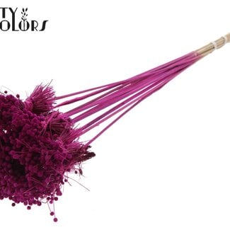 QC Mini Knoopsbloemen Boeketje op stok | Kleur: Lilakleurig | Mini Button Bijsteker | Lengte ± 50 centimeter | 10 bijstekers per bos