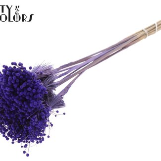 QC Mini Knoopsbloemen Boeketje op stok | Kleur: Paars | Mini Button Bijsteker | Lengte ± 50 centimeter | 10 bijstekers per bos