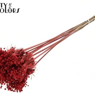 QC Mini Knoopsbloemen Boeketje op stok | Kleur: Koraalkleurig | Mini Button Bijsteker | Lengte ± 50 centimeter | 10 bijstekers per bos