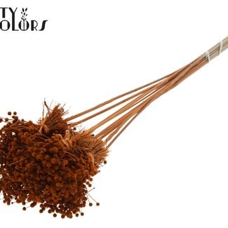 QC Mini Knoopsbloemen Boeketje op stok | Kleur: Terracotta | Mini Button Bijsteker | Lengte ± 50 centimeter | 10 bijstekers per bos