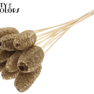 QC Mini Loofah Sponge on a stick | Colour: Antique Gold | Loofah Stick | Length ± 50 centimetres | 10 sticks per bunch