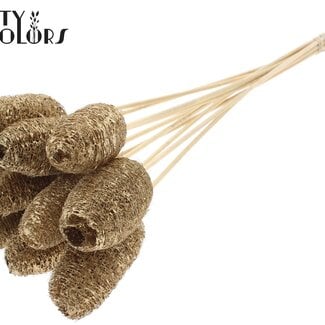 QC Mini Luffa Spons op stok | Kleur: Antiek Goudkleurig | Loofah Bijsteker | Lengte ± 50 centimeter | 10 bijstekers per bos