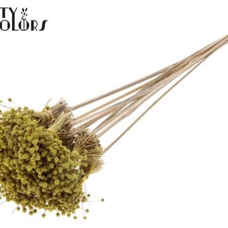 QC Mini Knoopsbloemen Boeketje op stok | Kleur: Geel | Mini Button Bijsteker | Lengte ± 50 centimeter | 10 bijstekers per bos