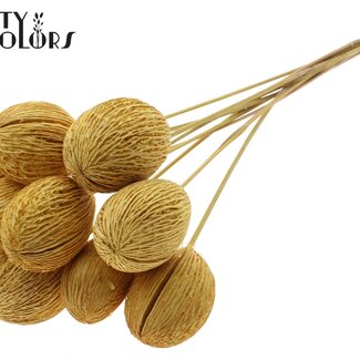 QC Bleached Mintolla Seed Box on stick | Colour: Yellow | Pong Pong Mintolla Insert Dried Decoration | Length ± 50 centimetres | 10 inserts per bunch