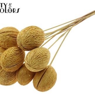 QC Gebleekte Mintolla Zaaddoos op stok | Kleur: Geel | Pong Pong Mintolla Bijsteker Droogdecoratie | Lengte ± 50 centimeter | 10 bijstekers per bos
