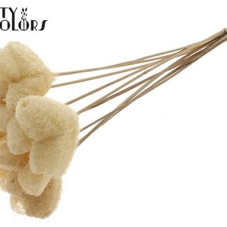 QC Luffa Hart Spons op stok | Kleur: Naturelle Wit | Loofah Bijsteker | Lengte ± 50 centimeter | 10 bijstekers per bos