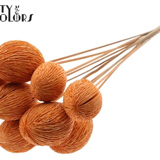 QC Bleached Mintolla Seed Box on Stick | Colour: Orange | Pong Pong Mintolla Insert Dry Decoration | Length ± 50 centimetres | 10 inserts per bunch