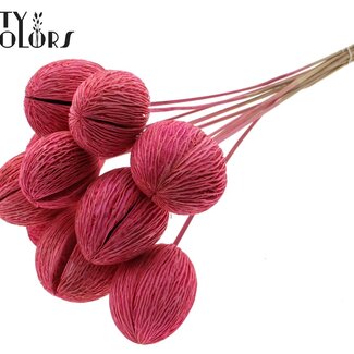 QC Bleached Mintolla Seed Box on Stick | Colour: Cherry-Coloured | Pong Pong Mintolla Pick Dry Decoration | Length ± 50 centimetres | 10 picks per bunch