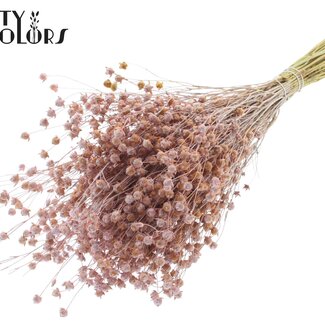 QC Dried Lino Flax | Colour: Frosted Pink | Linum Dried Flowers | Length ± 50 centimetres | Weight 150 grams | Per bunch