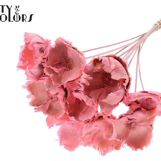 QC Gedroogde Gebleekte Palm Cup op steel | Kleur: Frosted Roze | Lengte ± 50 centimeter | 10 stelen per bos