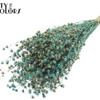 QC Getrockneter Lino Flachs | Farbe: Pearl Türkis | Linum Trockenblumen | Länge ± 50 Zentimeter | Gewicht 150 Gramm | Pro Bund