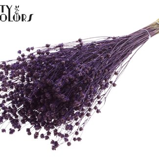 QC Getrockneter Lino Flachs | Farbe: Lila | Linum Trockenblumen | Länge ± 50 Zentimeter | Gewicht 150 Gramm | Pro Bund
