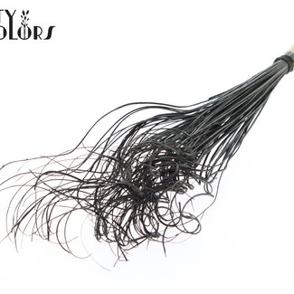 QC Gedroogd Palmblad Nerf | Curly Ting Ting | Kleur: Zwart | Lengte ± 70 centimeter | 100 takken per bos | Per bos