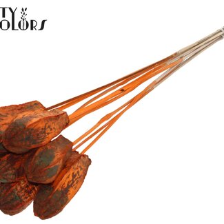 QC Mahagoni Samenkapsel auf Stiel | Farbe: Orange | Swietenia Mahagoni Trockenfrüchte Einstecker | Länge Einstecker ± 50 Zentimeter | 10 Einstecker pro Bund