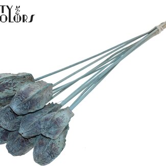 QC Mahagonischote auf Stiel | Farbe: Frosted Hellblau | Swietenia Mahagoni Trockenfrüchte Stecker | Länge Stecker ± 50 Zentimeter | 10 Stecker pro Bund