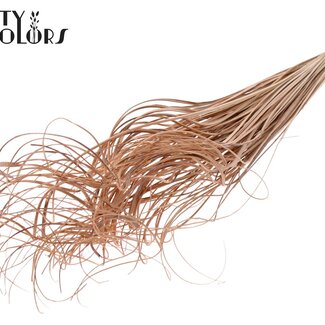 QC Dried Palm Leaf Rib | Curly Ting Ting | Colour: Frosted Salmon | Length ± 70 centimetres | 100 stems per bunch | Per bunch