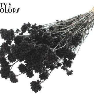 QC Dried Lona | Colour: Black | Lonas Annua Dried Flowers | Length ± 50 centimetres | Per bunch