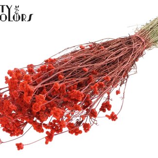 QC Gedroogde Lona | Kleur: Koraalkleurig | Lonas Annua Droogbloemen | Lengte ± 50 centimeter | Per bos