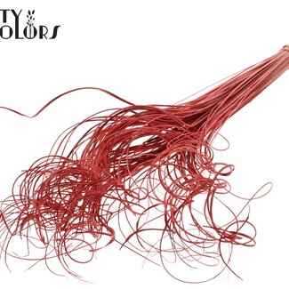 QC Dried Palm Leaf Vein | Curly Ting Ting | Colour: Coral | Length ± 70 centimetres | 100 stems per bunch | Per bunch