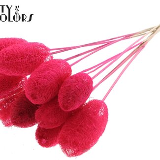 QC Mini Luffa Schwamm auf Stiel | Farbe: Kirschrot | Loofah-Stecker | Länge ± 50 Zentimeter | 10 Stecker pro Bund