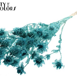 QC Dried Bleached Carthamus | Colour: Turquoise | Safflower or Bidens Dried Flowers | Length ± 70 centimetres | Per bunch