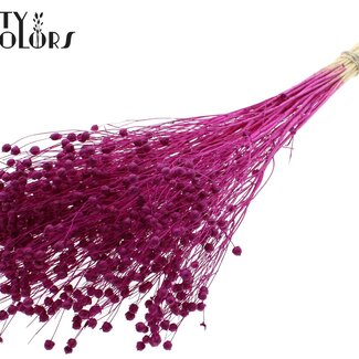 QC Gedroogd Gebleekt Lino Vlas | Kleur: Lilakleurig | Linum Droogbloemen | Lengte ± 70 centimeter | Gewicht 100 gram | Per bos