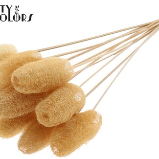 QC Mini Loofah Sponge on stick | Colour: Natural White | Loofah Plant Stake | Length ± 50 centimetres | 10 stakes per bunch