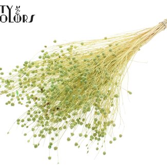 QC Dried Bleached Lino Flax | Colour: Frosted Mint Green | Linum Dried Flowers | Length ± 70 centimetres | Weight 100 grams | Per bunch