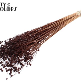 QC Gedroogd Gebleekt Lino Vlas | Kleur: Bruin | Linum Droogbloemen | Lengte ± 70 centimeter | Gewicht 100 gram | Per bos