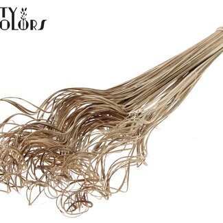 QC Dried Palm Leaf Vein | Curly Ting Ting | Colour: Natural Brown | Length ± 70 centimetres | 100 stems per bunch | Per bunch