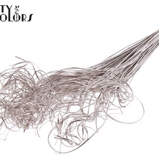 QC Gedroogd Palmblad Nerf | Curly Ting Ting | Kleur: Champagnekleurig | Lengte ± 70 centimeter | 100 takken per bos | Per bos