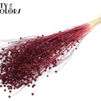QC Gedroogd Gebleekt Lino Vlas | Kleur: Bordeauxrood | Linum Droogbloemen | Lengte ± 70 centimeter | Gewicht 100 gram | Per bos