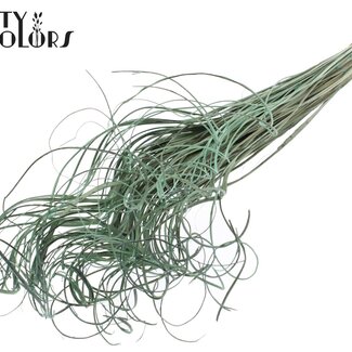 QC Gedroogd Palmblad Nerf | Curly Ting Ting | Kleur: Frosted Mintgroen | Lengte ± 70 centimeter | 100 takken per bos | Per bos
