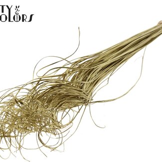 QC Dried Palm Leaf Vein | Curly Ting Ting | Colour: Gold | Length ± 70 centimetres | 100 stems per bunch | Per bunch