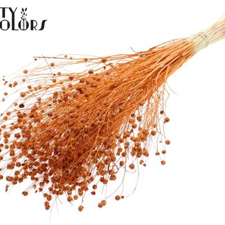 QC Dried Bleached Lino Flax | Colour: Terracotta | Linum Dried Flowers | Length ± 70 centimetres | Weight 100 grams | Per bunch