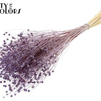 QC Gedroogd Gebleekt Lino Vlas | Kleur: Frosted Milkapaars | Linum Droogbloemen | Lengte ± 70 centimeter | Gewicht 100 gram | Per bos
