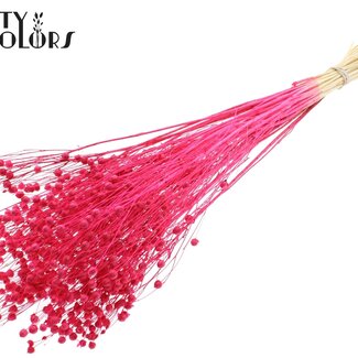 QC Dried Bleached Linen Flax | Colour: Cherry | Linum Dried Flowers | Length ± 70 centimetres | Weight 100 grams | Per bunch