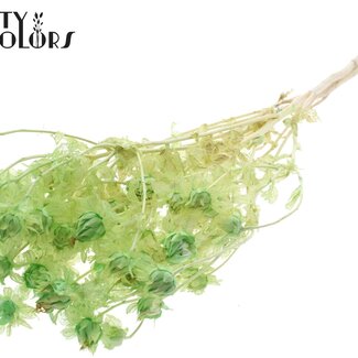 QC Gedroogde Gebleekte Carthamus | Kleur: Frosted Mintgroen | Saffloer of Bidens Droogbloemen | Lengte ± 70 centimeter | Per bos