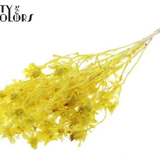 QC Dried Bleached Carthamus | Colour: Yellow | Safflower or Bidens Dried Flowers | Length ± 70 centimetres | Per bunch