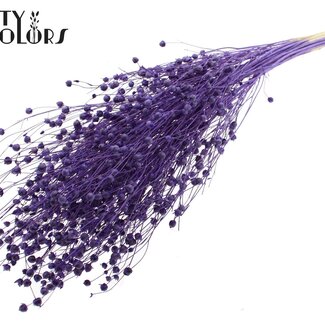 QC Gedroogd Gebleekt Lino Vlas | Kleur: Paars | Linum Droogbloemen | Lengte ± 70 centimeter | Gewicht 100 gram | Per bos