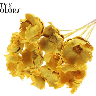 QC Dried Bleached Palm Cup on Stem | Colour: Apricot | Length ± 50 centimetres | 10 stems per bunch