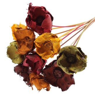 QC Dried Bleached Palm Cup on stem | Pumpkin Spice mix | Colour: Mixed Colours | Length ± 50 centimetres | 10 stems per bunch