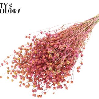 QC Gedroogd Lino Vlas | Kleur: Meerkleurig Kerskleurig | Linum Droogbloemen | Lengte ± 50 centimeter | Gewicht 150 gram | Per bos
