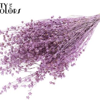 QC Dried Lino Flax | Colour: Pink Metallic with Glitter | Linum Dried Flowers | Length ± 50 centimetres | Weight 150 grams | Per bunch
