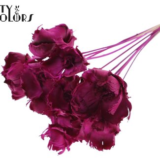 QC Dried Bleached Palm Cup on stem | Colour: Lilac | Length ± 50 centimetres | 10 stems per bunch
