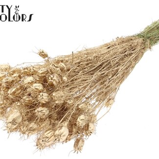 QC Getrocknete Jungfer im Grünen | Farbe: Antik Goldfarben | Nigella Trockenblumen | Länge ± 45 Zentimeter | Gewicht 150 Gramm | Pro Bund