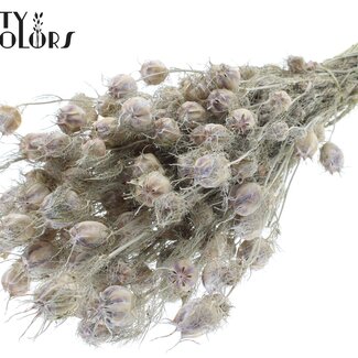 QC Gedroogd Juffertje-in-het-groen | Kleur: Frosted Wit | Nigella Droogbloemen | Lengte ± 45 centimeter | Gewicht 150 gram | Per bos