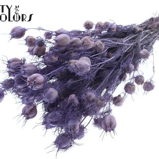 QC Getrocknete Jungfer im Grünen | Farbe: Frosted Milk Lila | Nigella Trockenblumen | Länge ± 45 Zentimeter | Gewicht 150 Gramm | Pro Bund