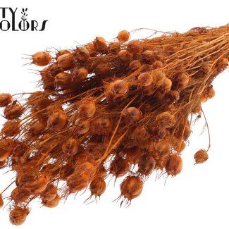 QC Gedroogd Juffertje-in-het-groen | Kleur: Oranje | Nigella Droogbloemen | Lengte ± 45 centimeter | Gewicht 150 gram | Per bos